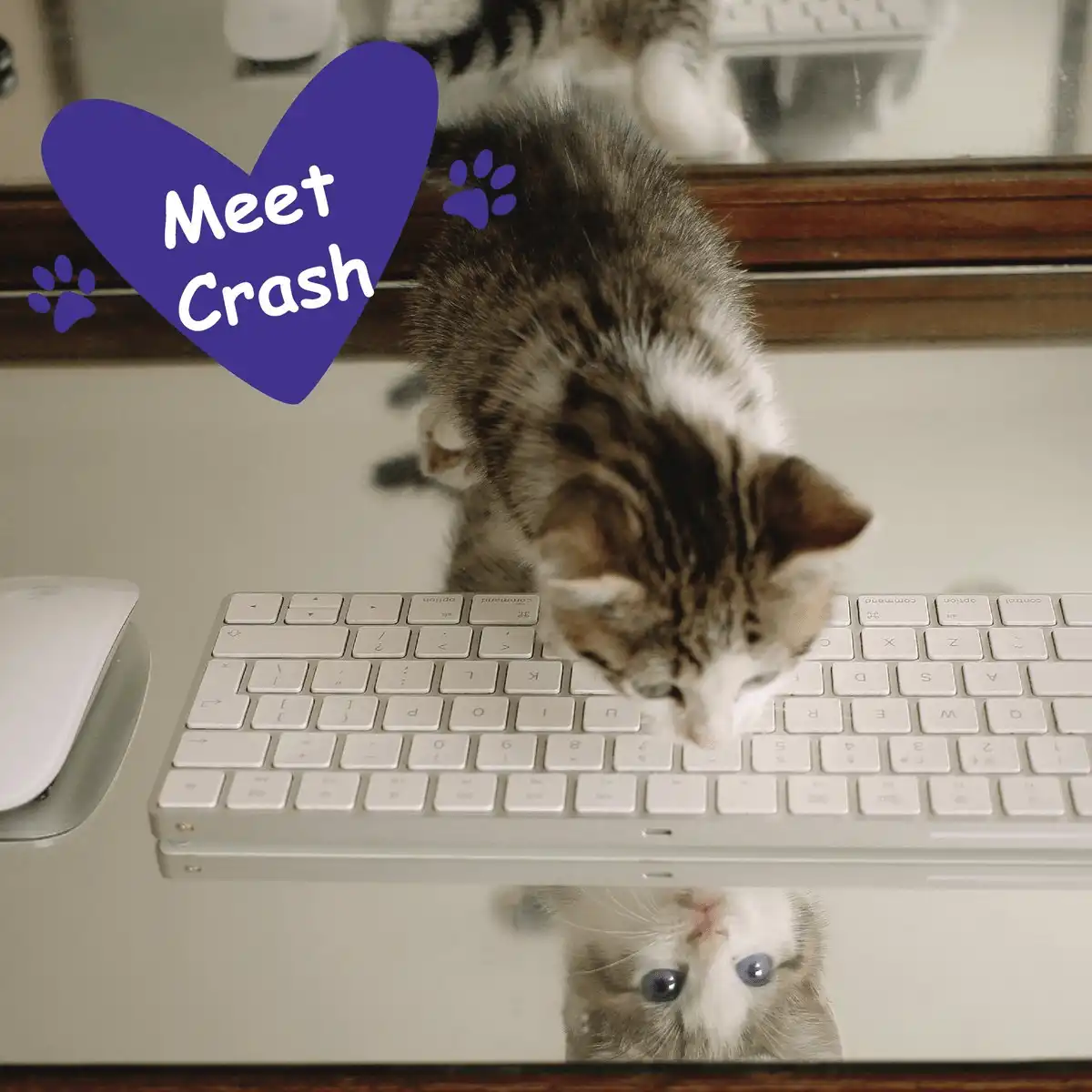 3 Facts about Dyslexia and 1 Fact about Cats - Image